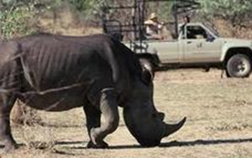Day 4 — Rock art, history and rhino tracking
